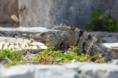 Meksika, Tulum Harabeleri 'nin taşlarında büyük iguana kertenkeleleri