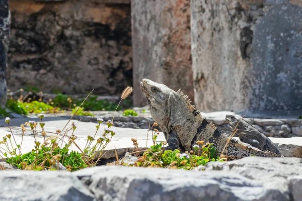 Large Iguanas Lizards Stones Tulum Ruins Mexico — Stockfoto