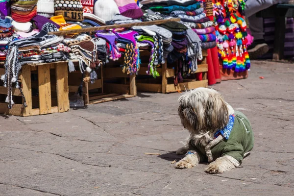 Cute Dog Sitting Souvenir Sellers Cuzco Market Peru — ストック写真