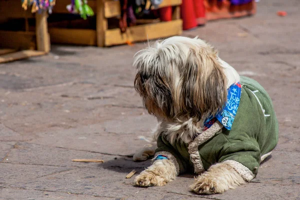 Lindo Perro Sentado Cerca Los Vendedores Souvenirs Mercado Cuzco Perú —  Fotos de Stock