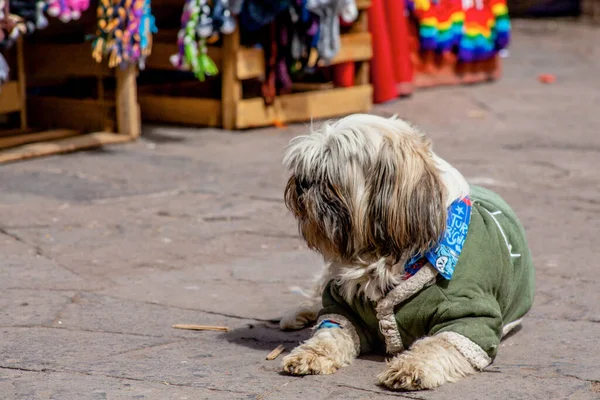 Cute Dog Sitting Souvenir Sellers Cuzco Market Peru — Foto Stock