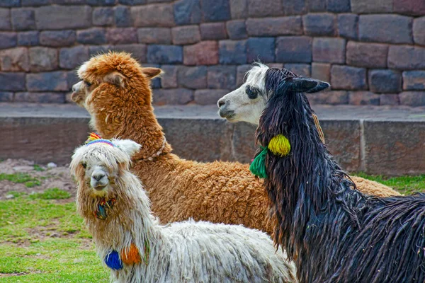 Legrační Alpaka Lamas Cuscu Peru — Stock fotografie