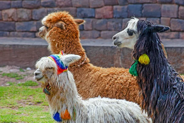 Engraçado Alpaka Lamas Cusco Peru — Fotografia de Stock