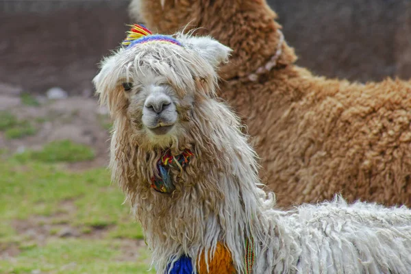 Alpaka Drôle Lamas Huancavelica Pérou — Photo