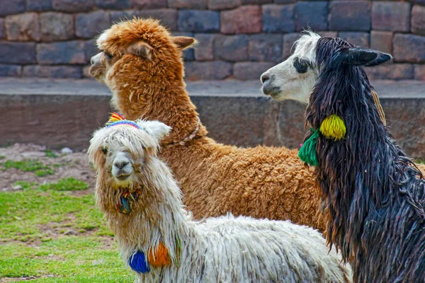 Engraçado Alpaka Lamas Cusco Peru — Fotografia de Stock