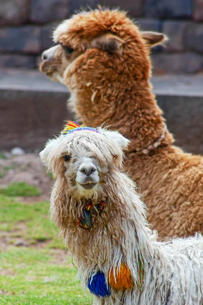 Funny Alpaka Lamas Cusco Peru — Stock fotografie