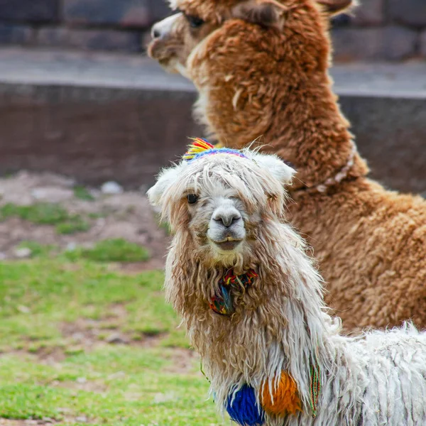 Engraçado Alpaka Lamas Cusco Peru — Fotografia de Stock