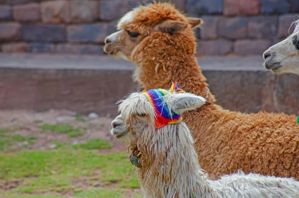 Engraçado Alpaka Lamas Cusco Peru — Fotografia de Stock