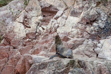 Kayalardaki deniz aslanları, Ballestas adaları, Peru