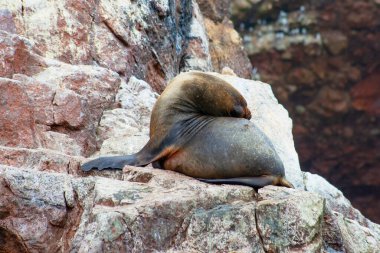 Kayalardaki deniz aslanları, Ballestas adaları, Peru
