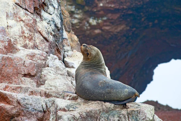 Sea lions on the rock , Ballestas islands, Peru