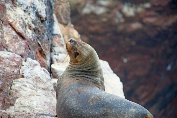 Leones Marinos Roca Islas Ballestas Perú —  Fotos de Stock