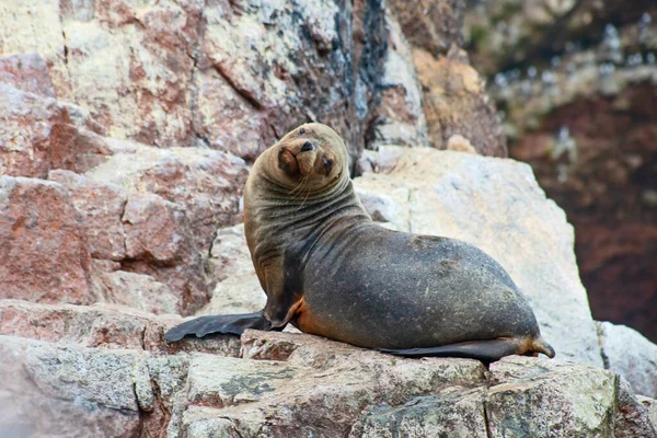 Sea lions on the rock , Ballestas islands, Peru