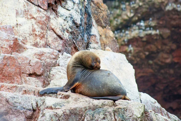 Sea lions on the rock , Ballestas islands, Peru