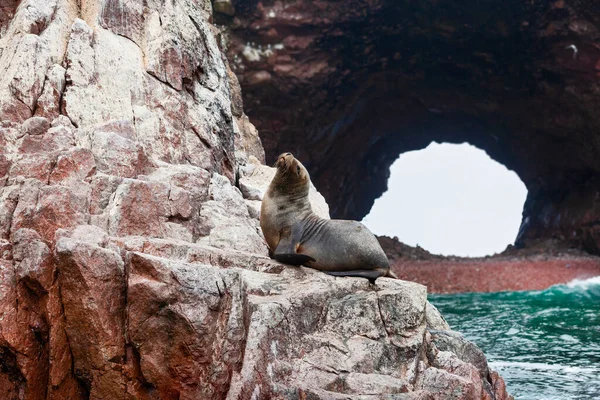 Sea lions on the rock , Ballestas islands, Peru