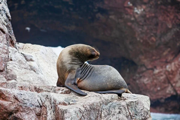 Sea lions on the rock , Ballestas islands, Peru