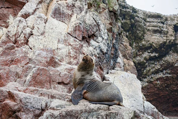 Sea lions on the rock , Ballestas islands, Peru