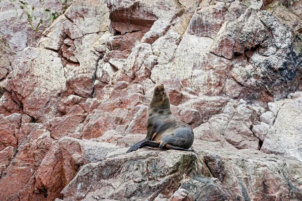 Leones Marinos Roca Islas Ballestas Perú —  Fotos de Stock