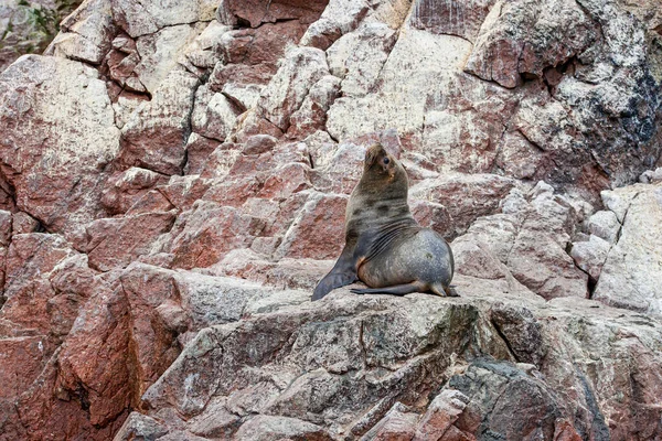 Sea Lions Rock Ballestas Islands Peru — Fotografia de Stock