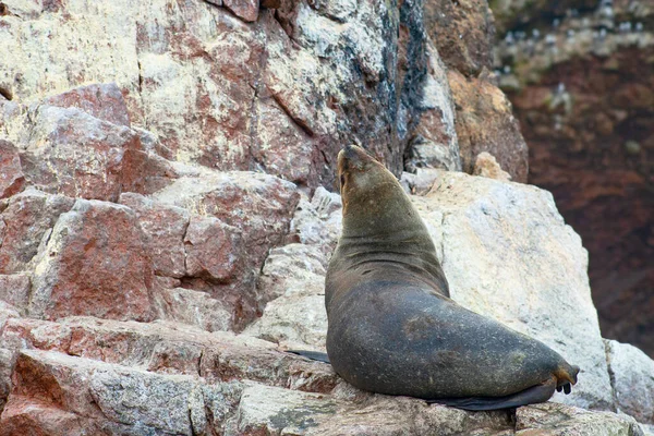 Sea Lions Rock Ballestas Islands Peru — Stock Photo, Image