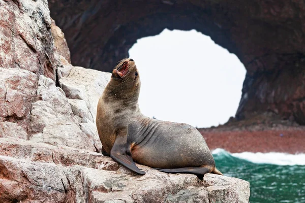 Sea lions on the rock , Ballestas islands, Peru