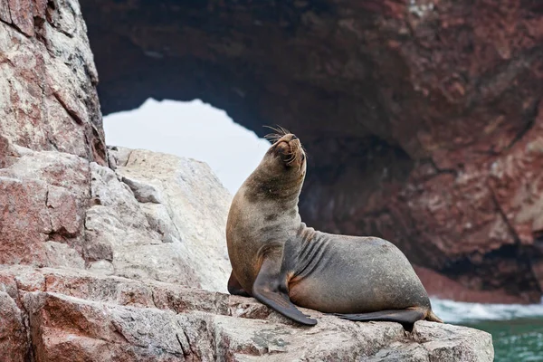 Sea lions on the rock , Ballestas islands, Peru