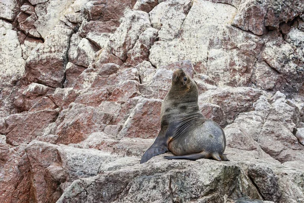 Sea lions on the rock , Ballestas islands, Peru