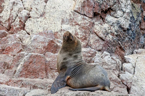 Kayalardaki Deniz Aslanları Ballestas Adaları Peru — Stok fotoğraf