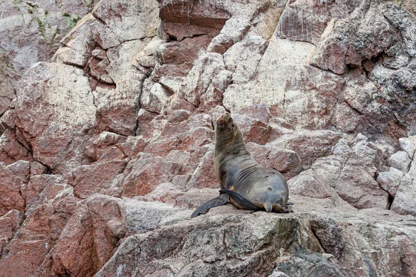 Leones Marinos Roca Islas Ballestas Perú —  Fotos de Stock