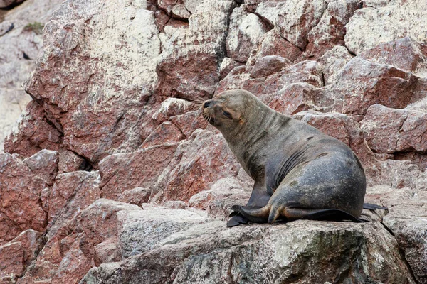 Sea lions on the rock , Ballestas islands, Peru