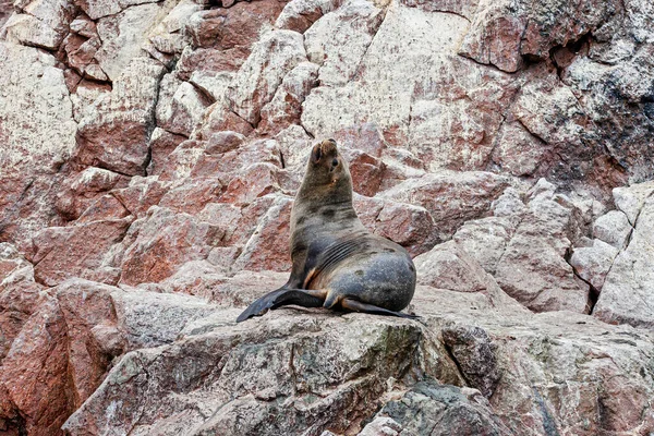 Sea lions on the rock , Ballestas islands, Peru