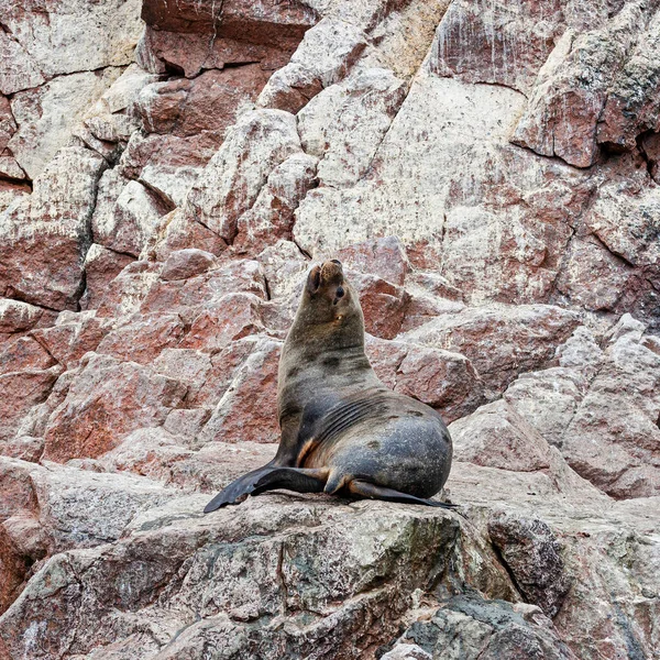 Sea lions on the rock , Ballestas islands, Peru