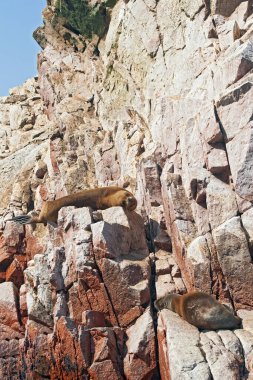 Kayalardaki deniz aslanları, Ballestas adaları, Peru