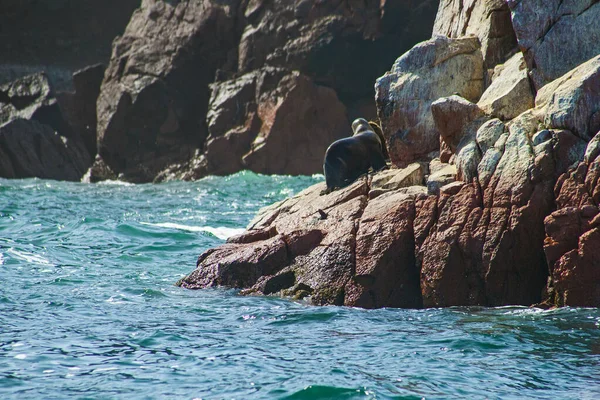 Sea Lions Rock Ballestas Islands Peru — Stock Photo, Image