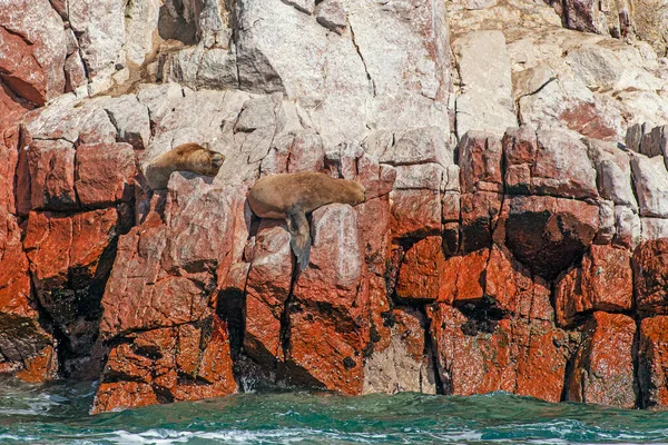 Leones Marinos Roca Islas Ballestas Perú —  Fotos de Stock