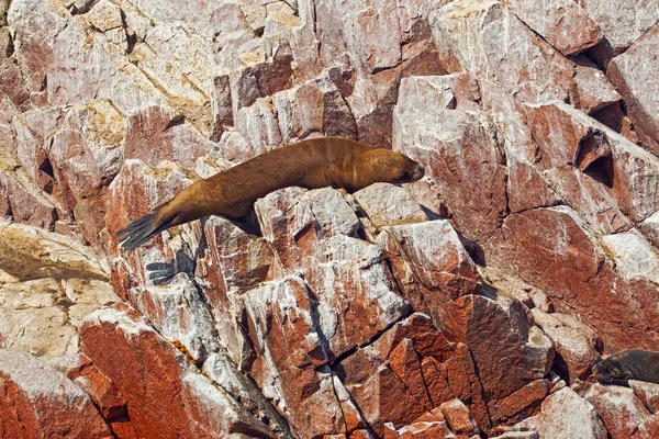 Leones Marinos Roca Islas Ballestas Perú —  Fotos de Stock