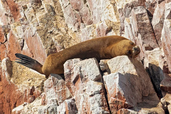 Sea lions on the rock , Ballestas islands, Peru