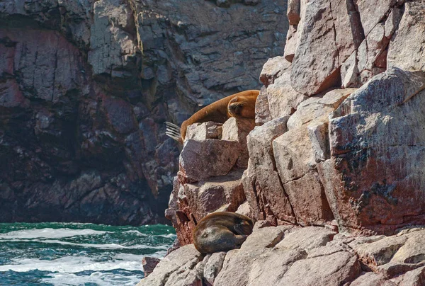 Sea lions on the rock , Ballestas islands, Peru