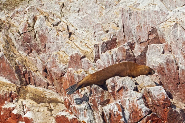 Sea lions on the rock , Ballestas islands, Peru