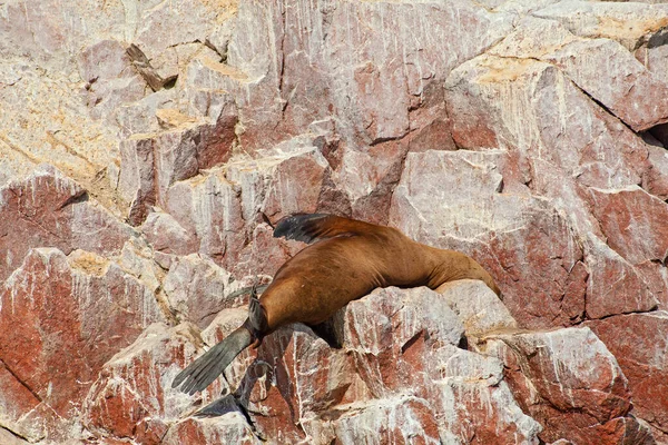 Sea Lions Rock Ballestas Islands Peru —  Fotos de Stock