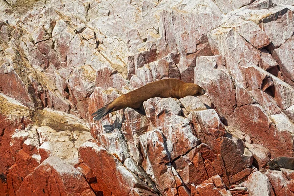 Sea lions on the rock , Ballestas islands, Peru