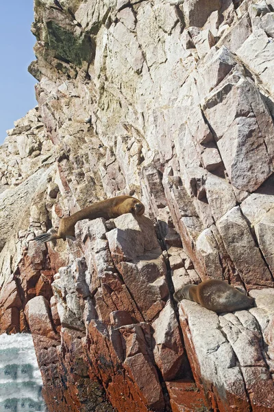 Leões Marinhos Rocha Ilhas Ballestas Peru — Fotografia de Stock