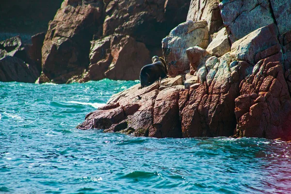 Sea Lions Rock Ballestas Islands Peru — Stockfoto