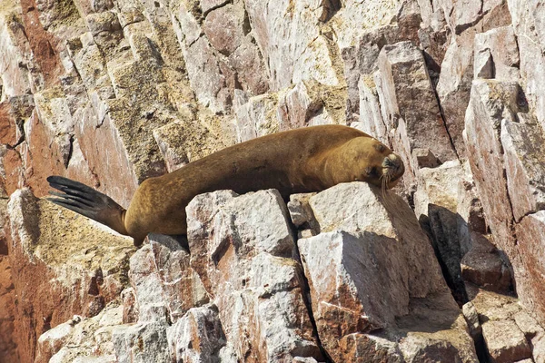 Sea lions on the rock , Ballestas islands, Peru