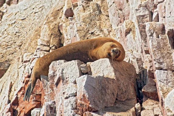 Sea Lions Rock Ballestas Islands Peru — Stok fotoğraf