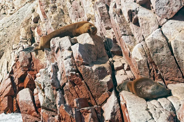 Морские Львы Скале Балестас Острова Перу — стоковое фото