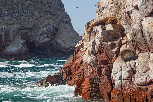 Leones Marinos Roca Islas Ballestas Perú — Foto de Stock