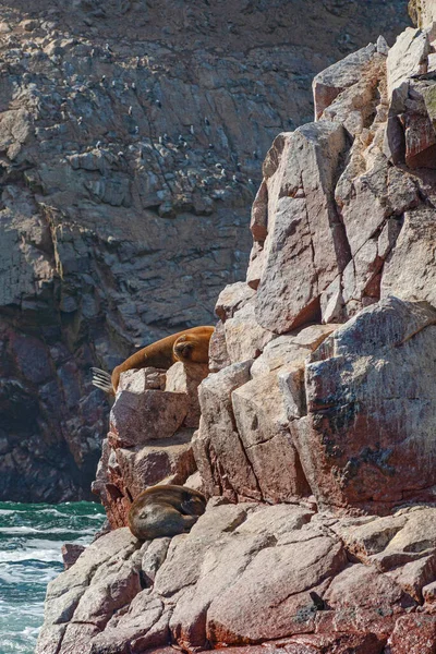 Lions Mer Sur Rocher Les Îles Ballestas Pérou — Photo