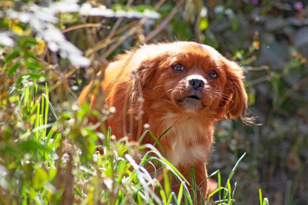 Small Cute Red Dog Sunlight — Stockfoto