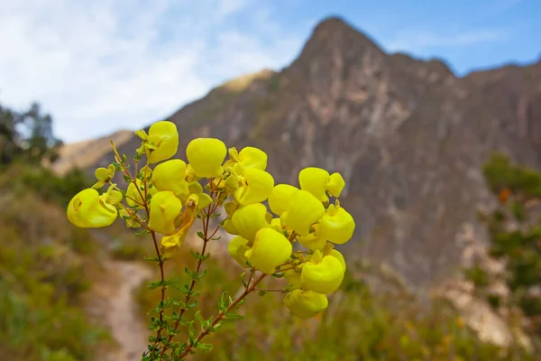 Yellow Slipper Calceolaria Flowers Mountains Background Andes Ollataytambo Peru — Stok fotoğraf